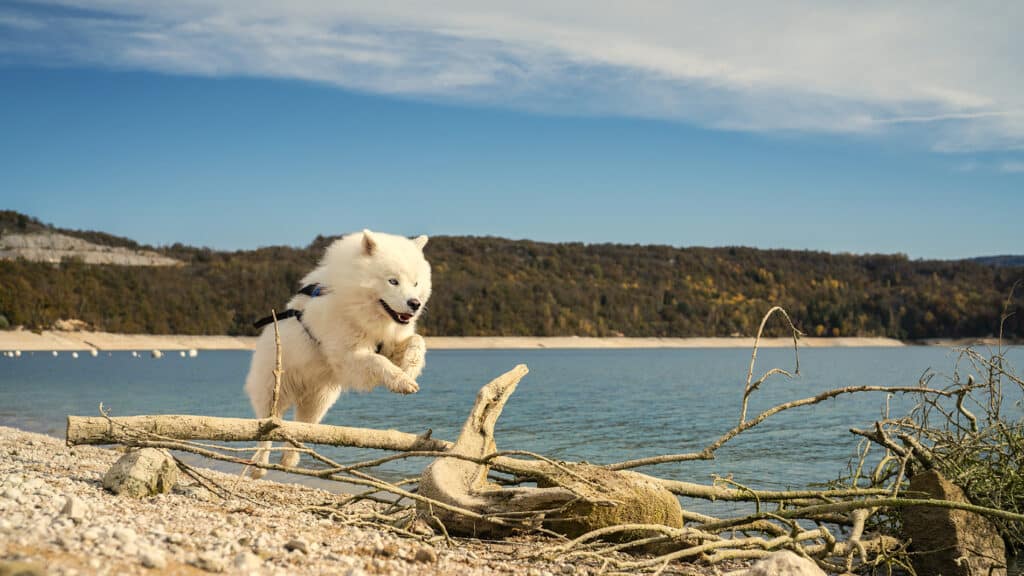 Chiens activités Jura