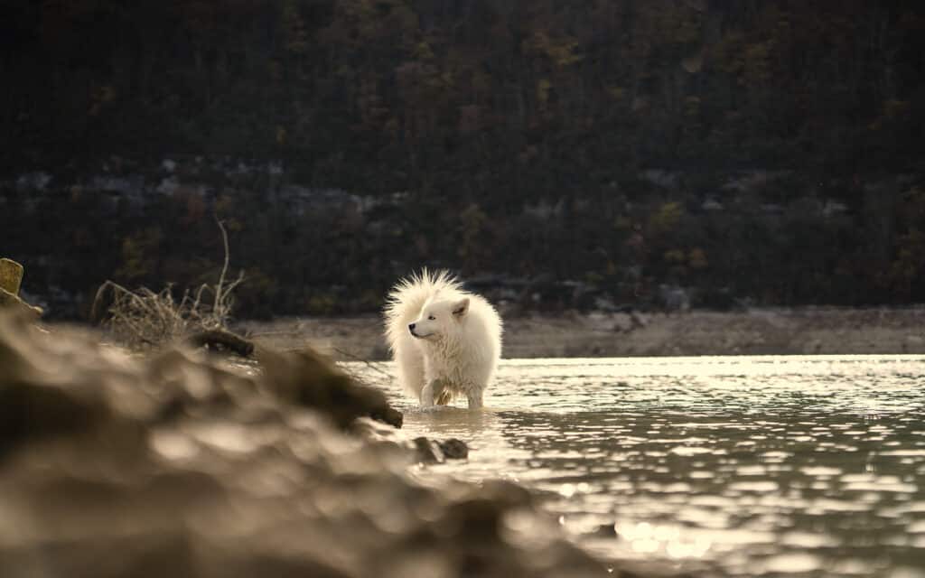 Chiens activités Jura