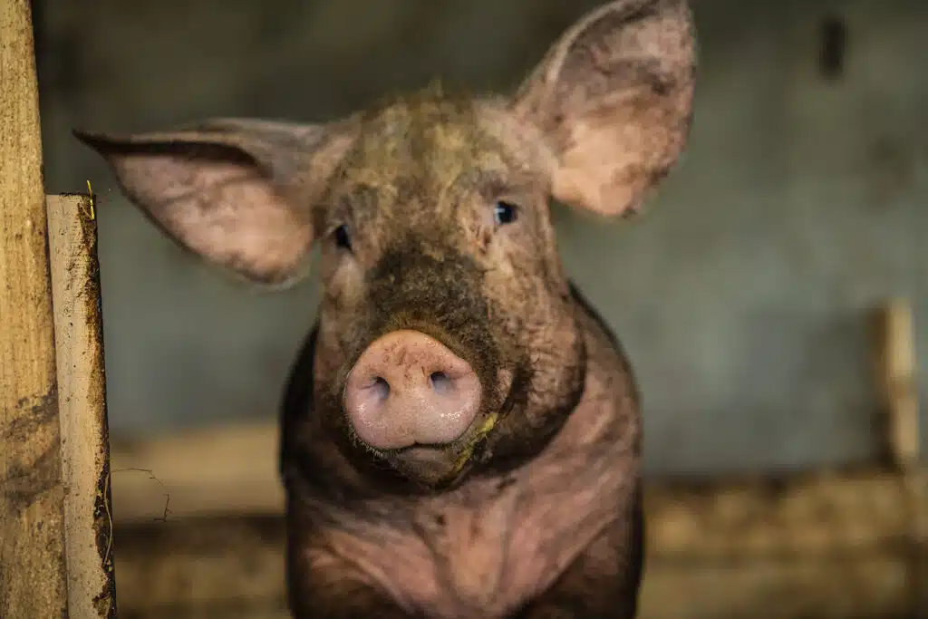 cochon jura