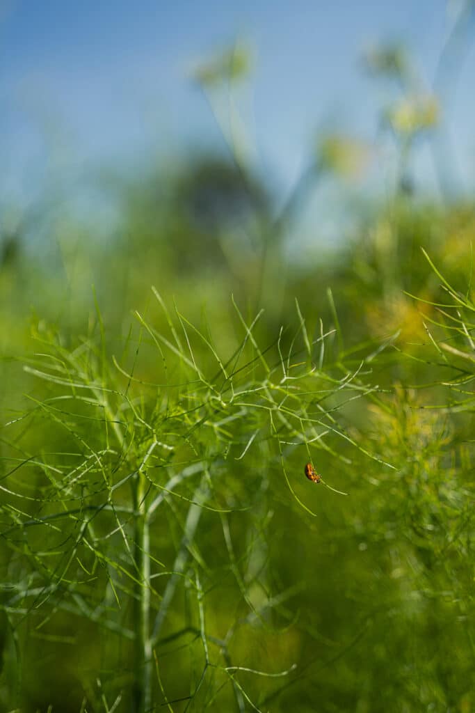 Herbier sous la rochette Jura Tisane et spiritueux