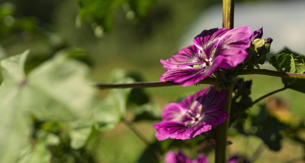 Herbier sous la rochette Jura Tisane et spiritueux