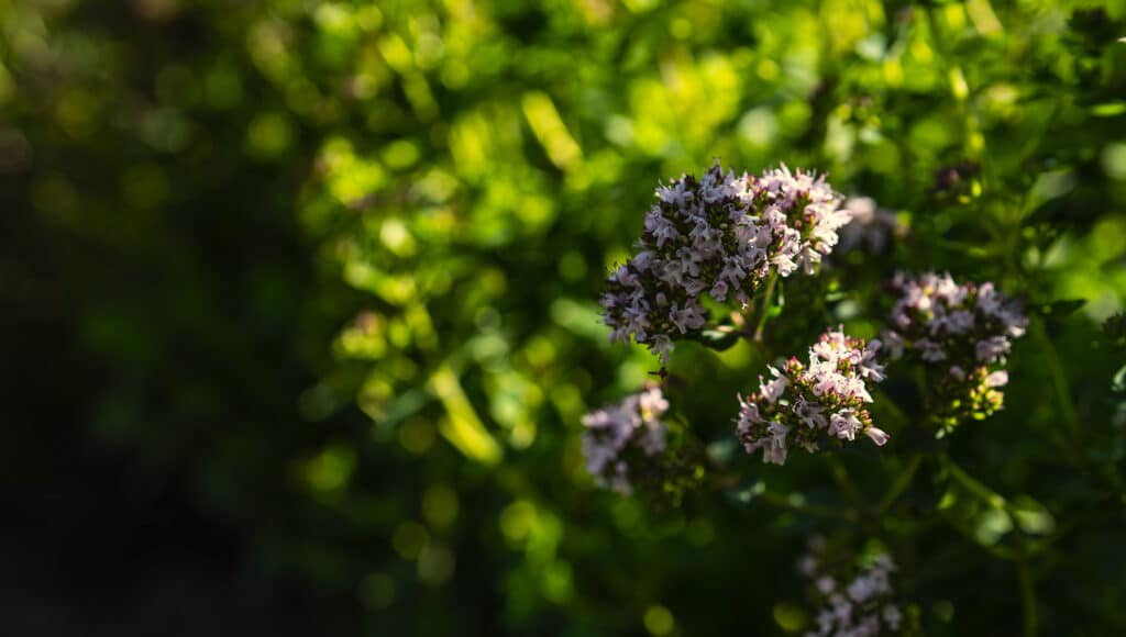 Herbier sous la rochette Jura Tisane et spiritueux