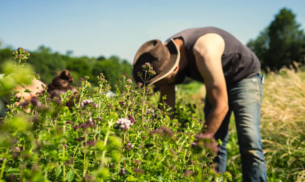 Herbier sous la rochette Jura Tisane et spiritueux