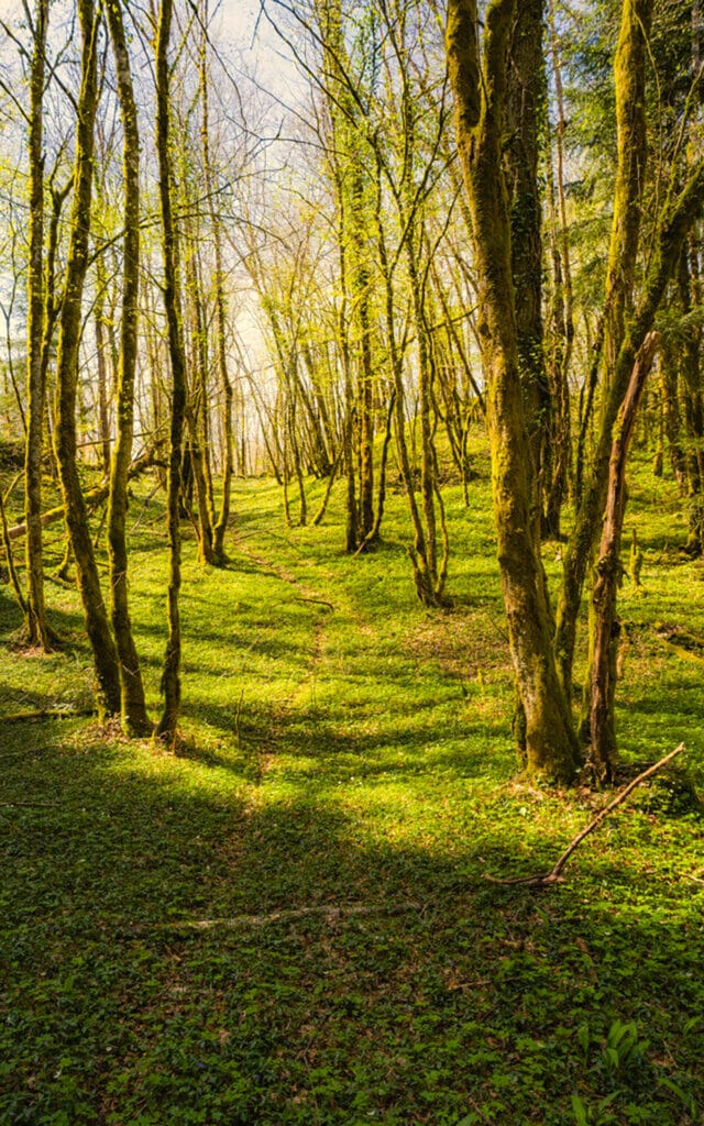 randonnée en foret jura