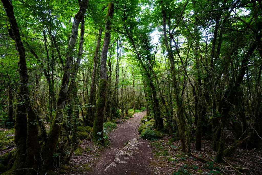 sentier foret falaises du surchauffant