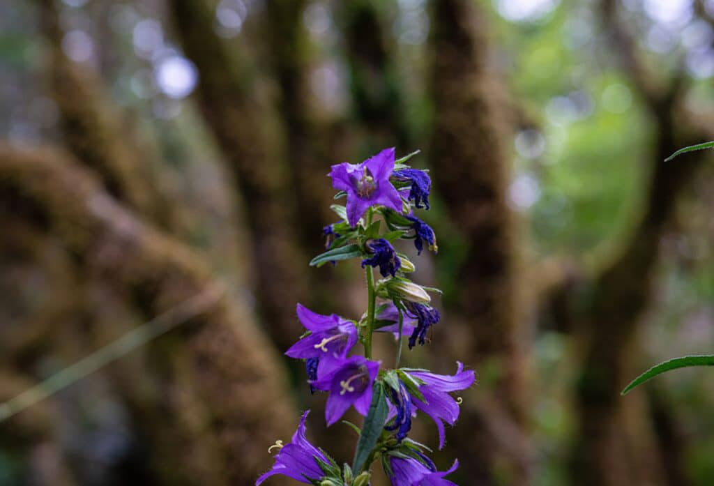 plante falaises du surchauffant jura