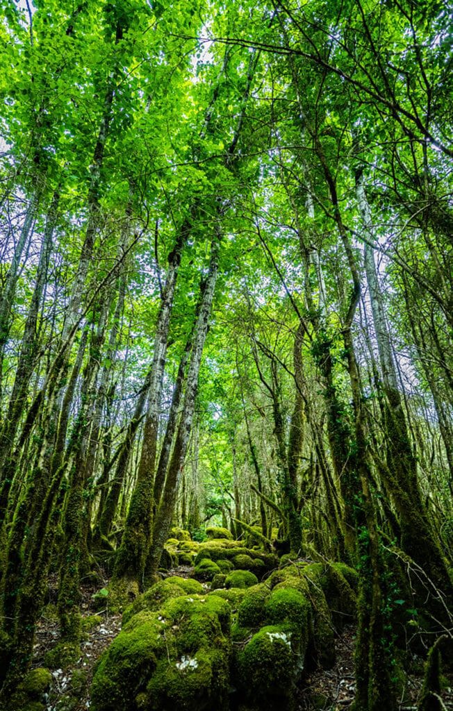 falaises du surchauffant foret